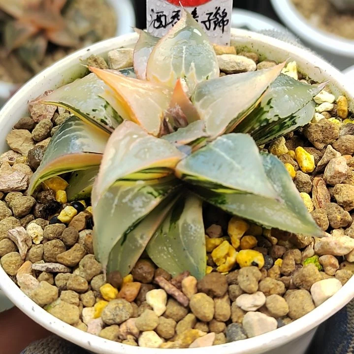 498酒吞 7厘米左右一物一拍带盆