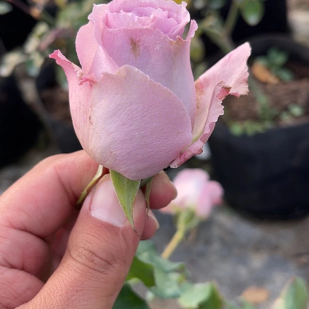 无花朵———-蓝色梦想 福利款