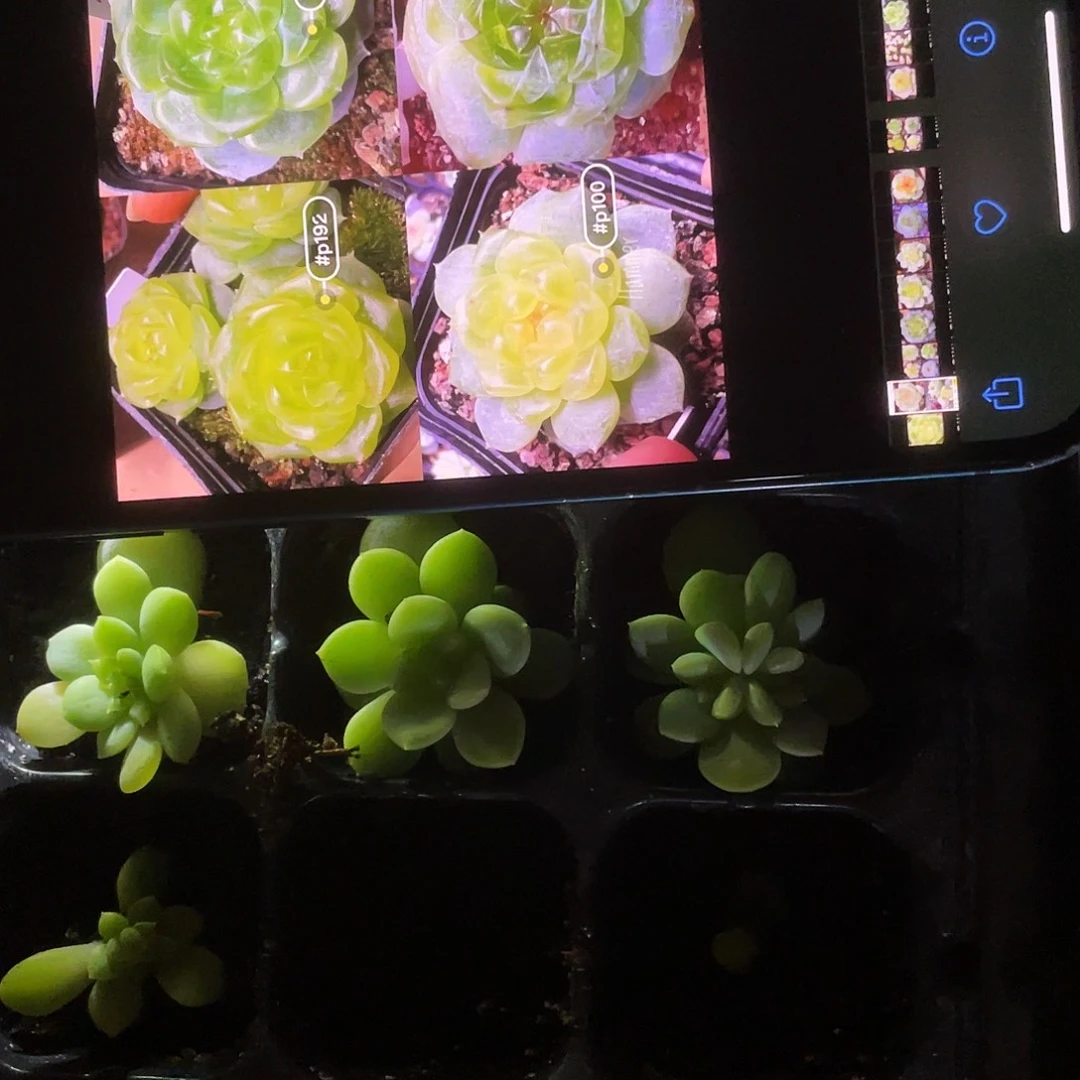 P100 中苗穴一个满25包邮