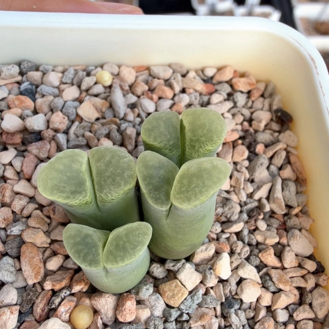 好看风铃 9-24-L29。