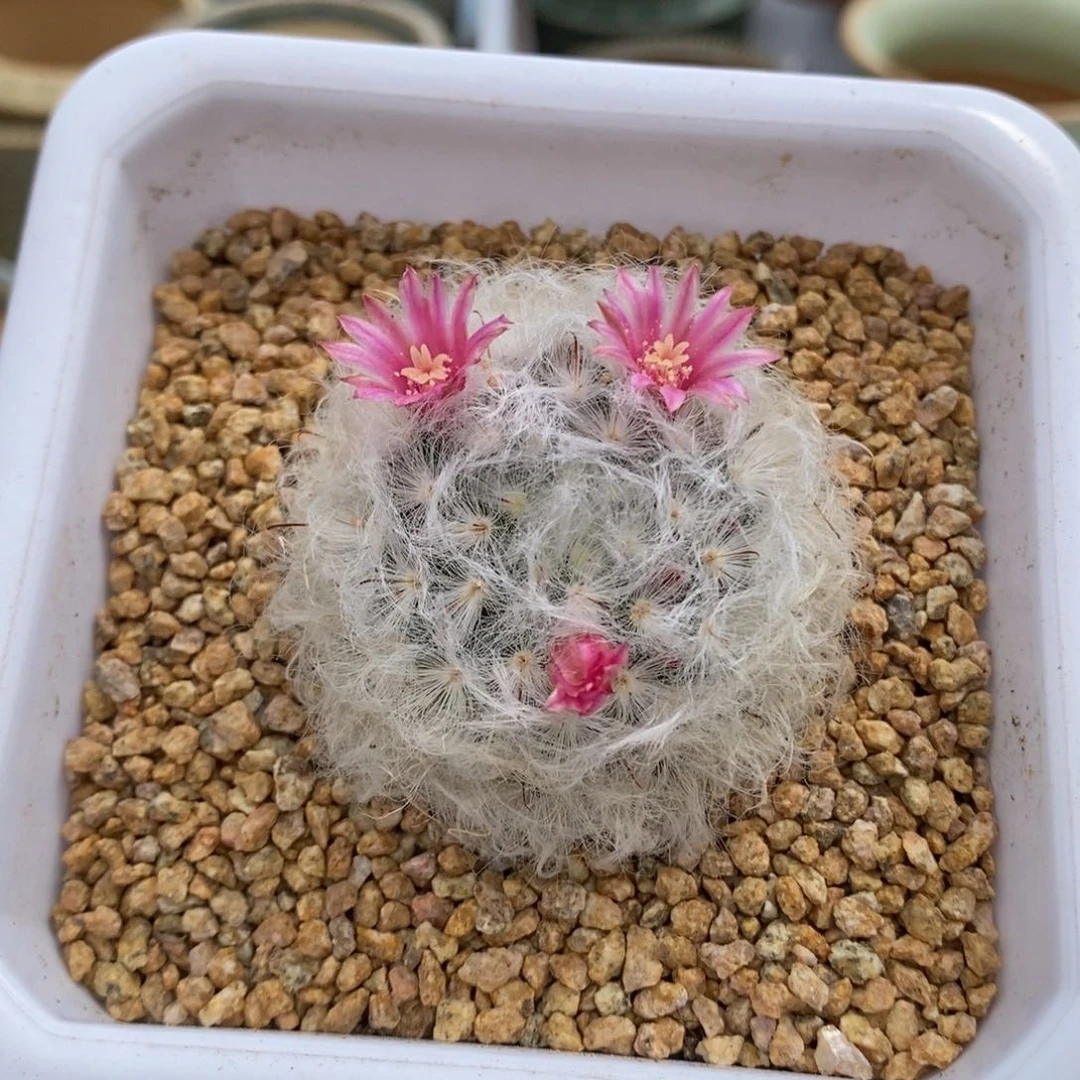 立****?白云高砂粉花一个啦啦啦