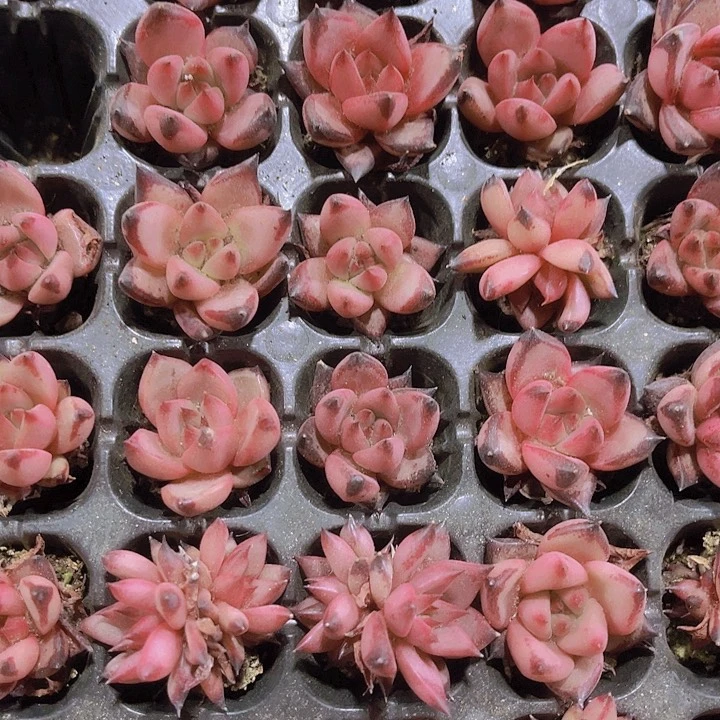 精品鸡血罗宾多肉植物