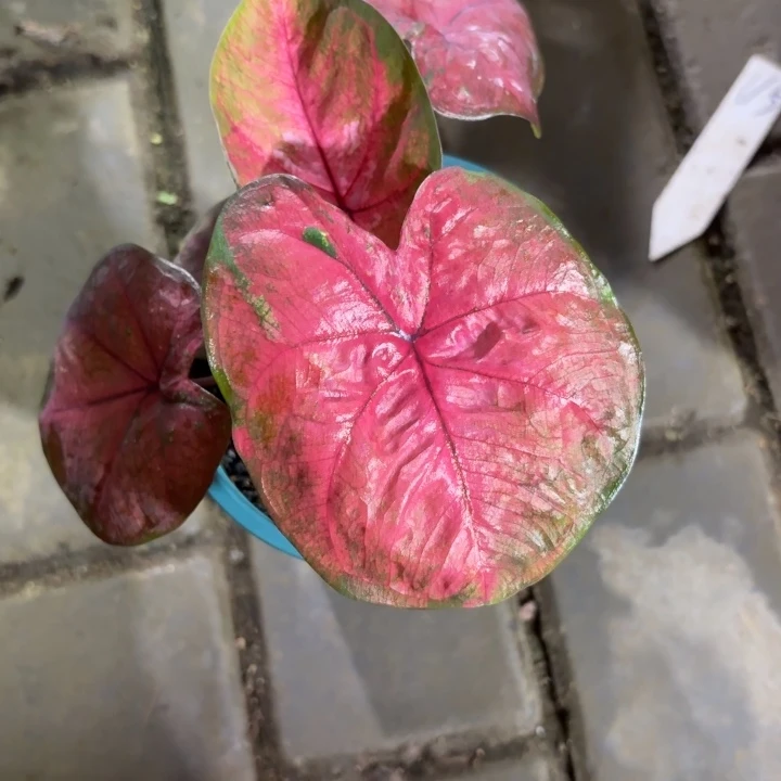 泰国彩叶芋101-0821