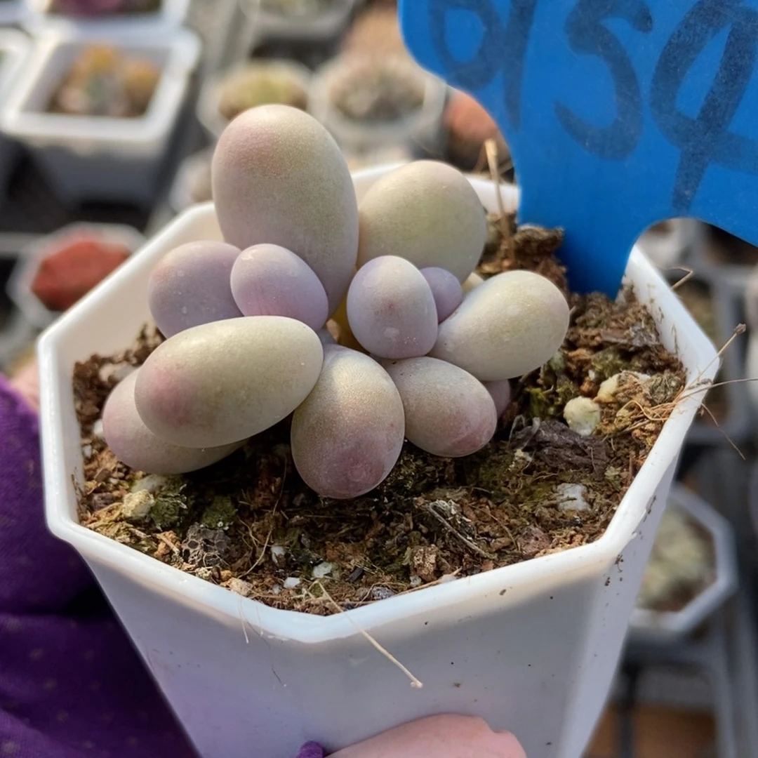 6154彩虹奶多肉植物保护