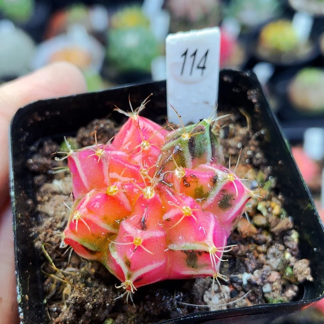 非偏远地区满25包邮仙人球