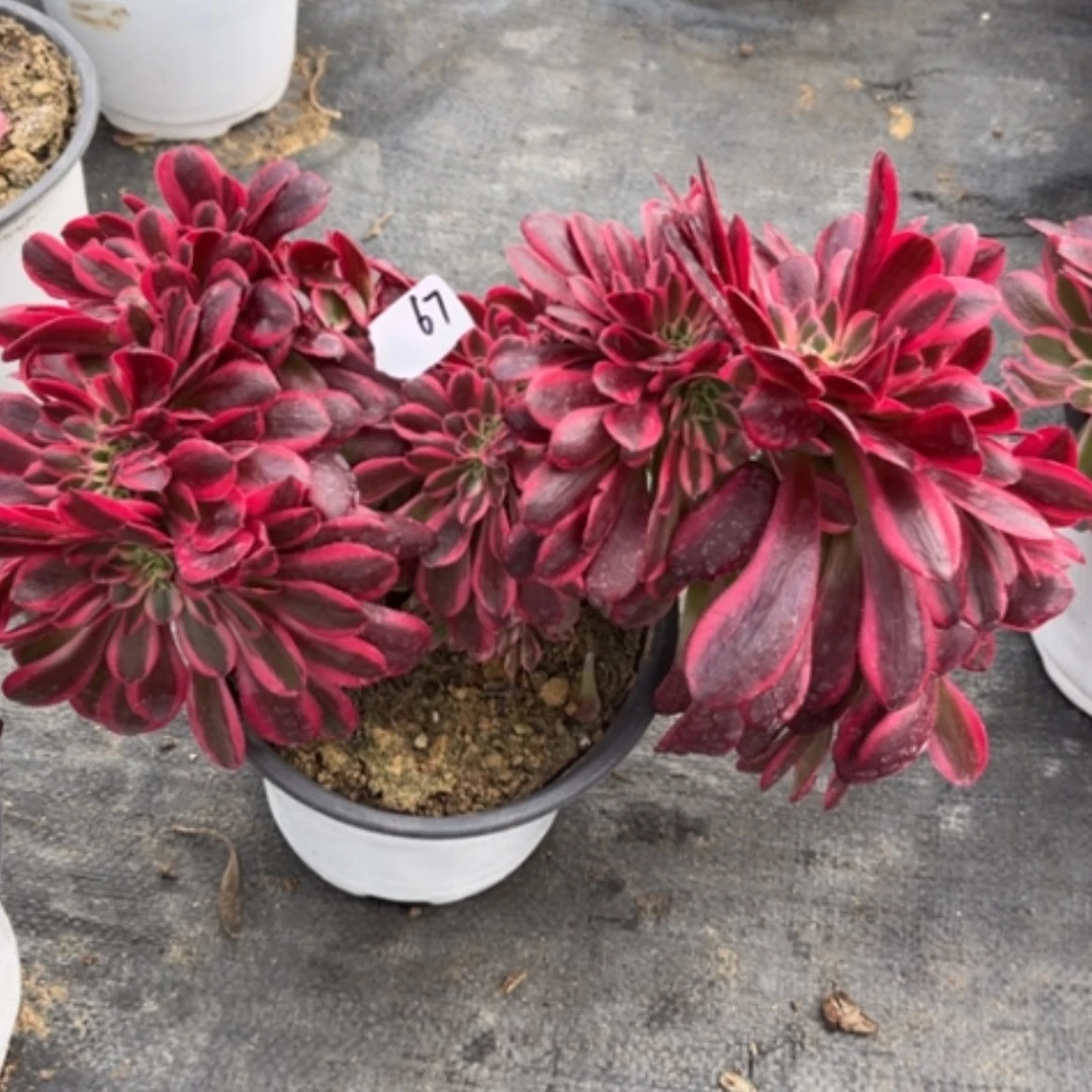 【闪购商品】67美杜莎缀多肉法师