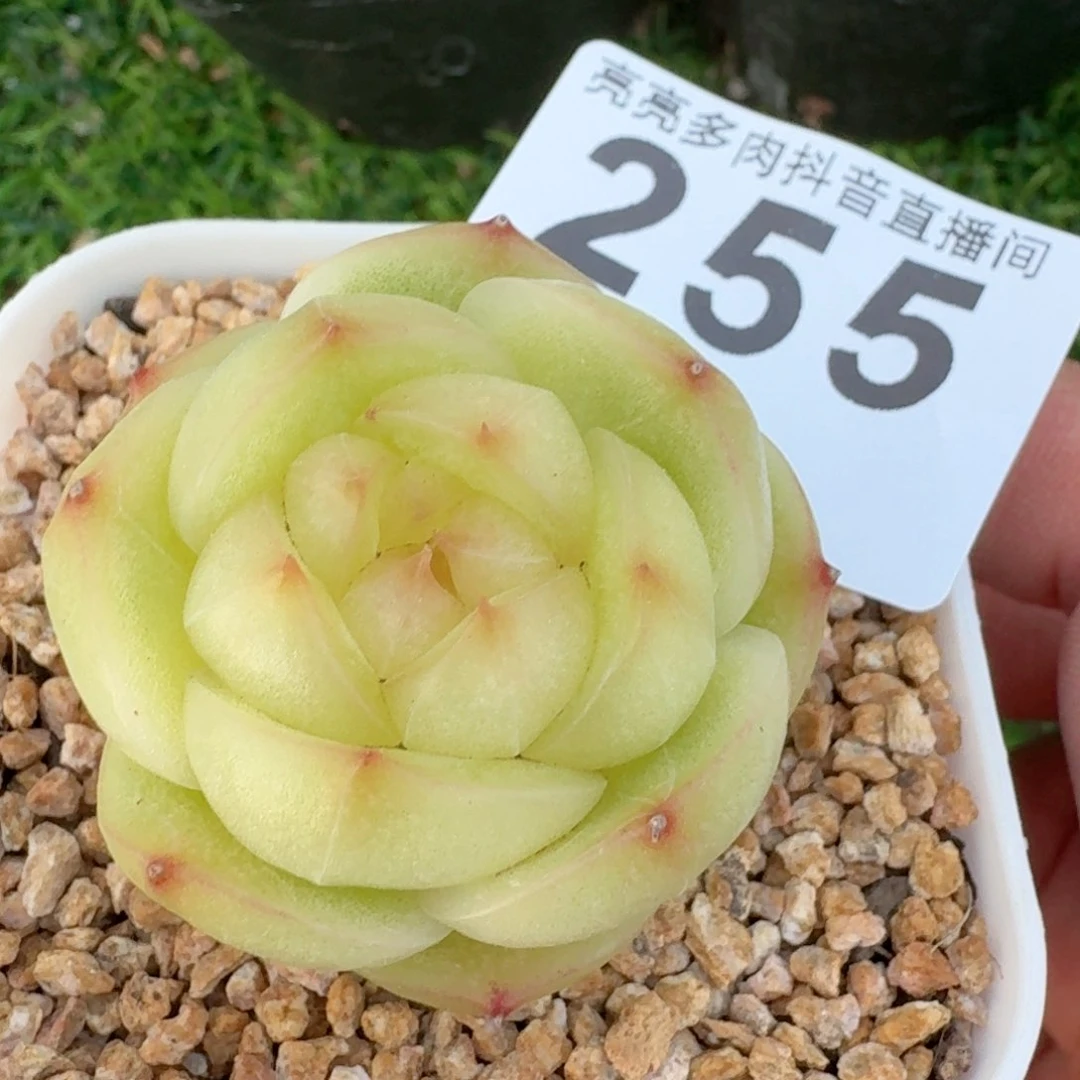 灵耀珍妮         多肉植物