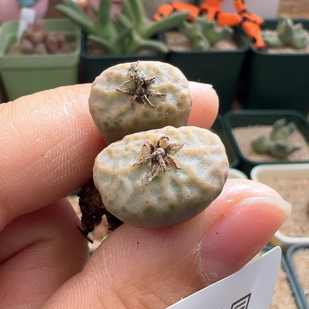 675。1410.67。多肉