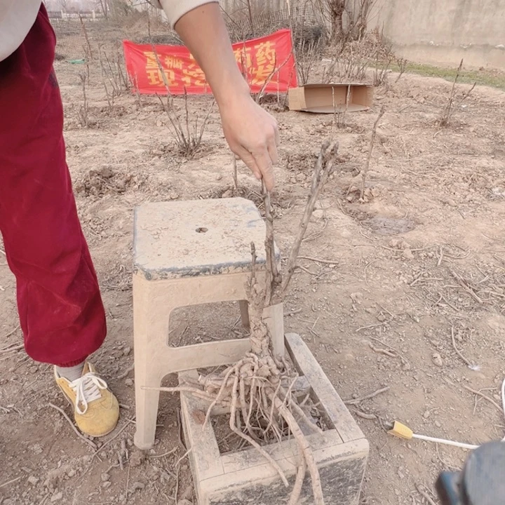 当前无花栽培后可以开花岛津