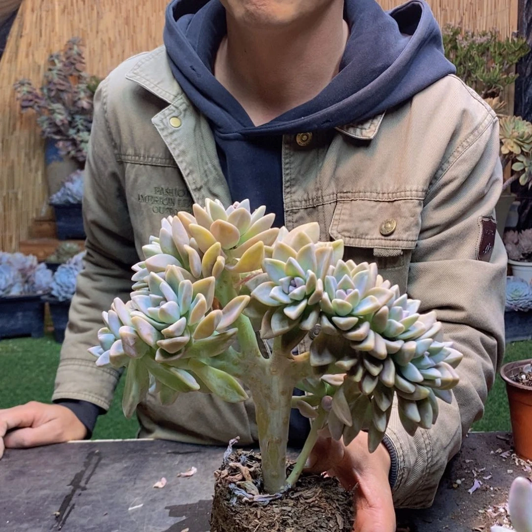 H****?D128号淡雪缀多肉