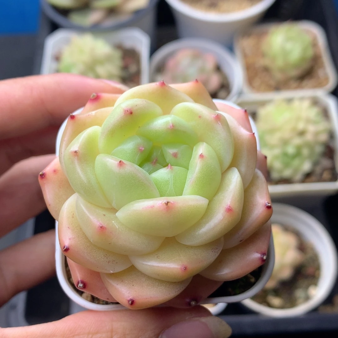 58包邮  群生不包整 38