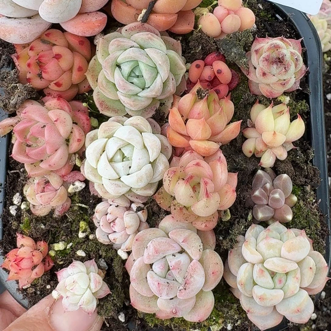 杂交新品珍妮多肉273