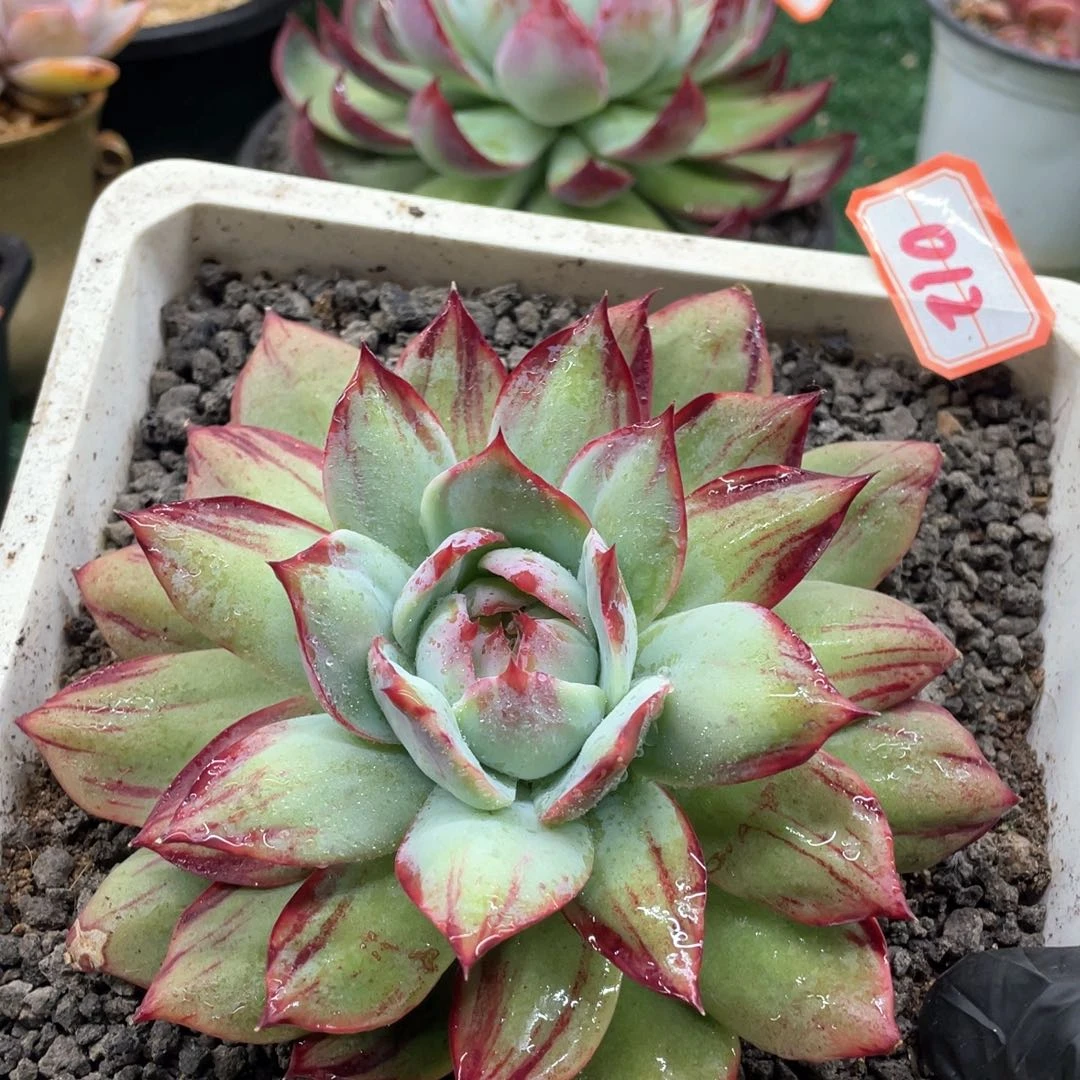 012 一物一拍28包邮非偏远