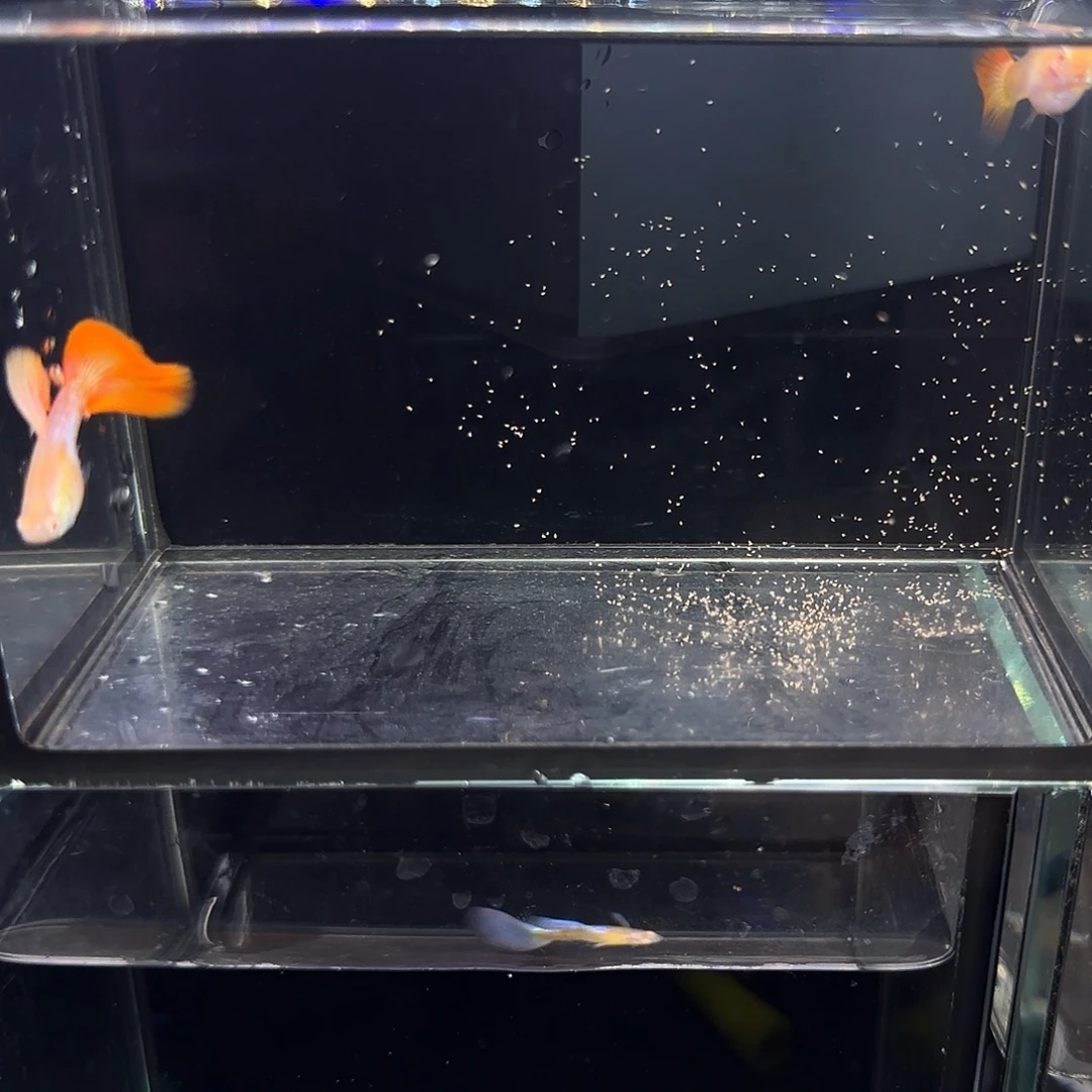 孔雀鱼金头蓝腰红尾一对