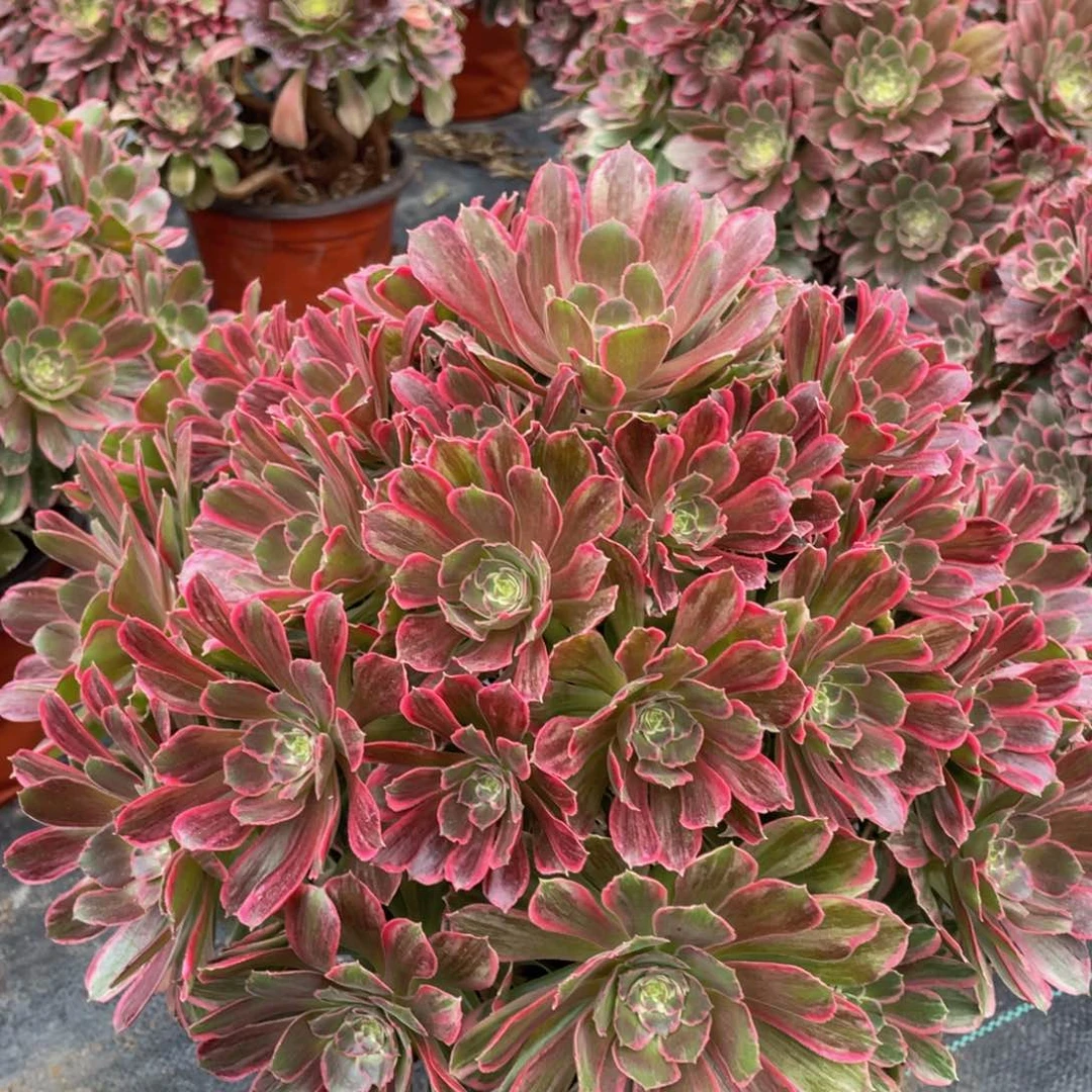 ?*念111光辉精品法师多肉