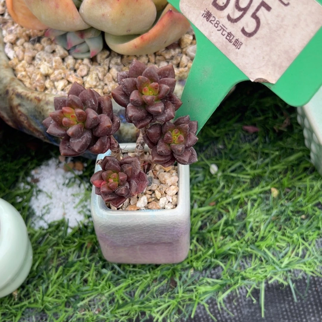 快**檬多肉植物一物一拍