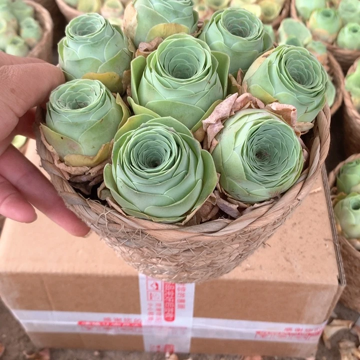 水蜜桃玫瑰8个带框