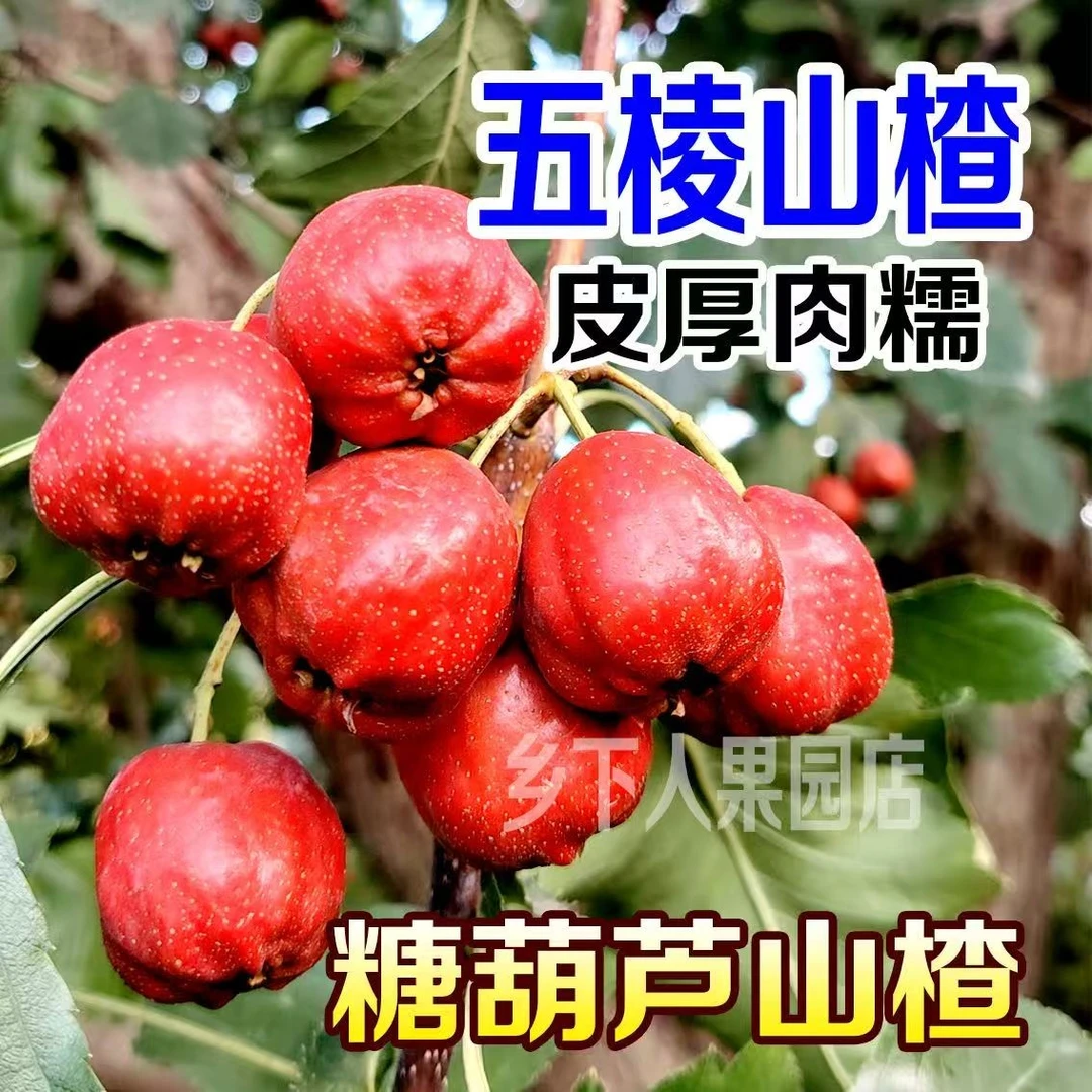 沂蒙山2025新鲜山楂新鲜采摘纯正农家精选五棱水果糖葫芦产地直发