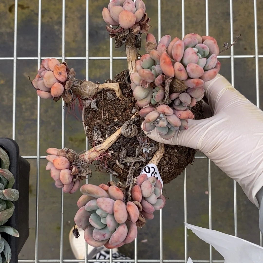 2617白露一物一拍