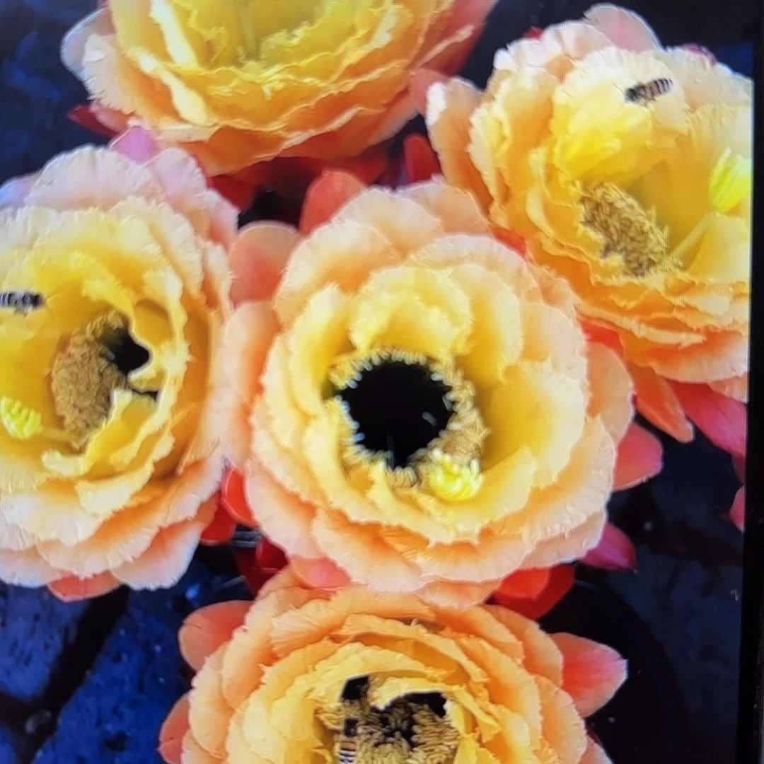 初春毛侧啊20包邮仙人球24