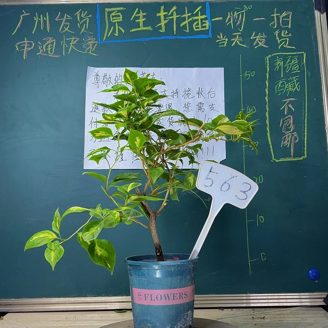 当前无花栽培后可以开花 金心橙白  563