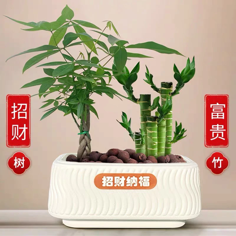 招财纳福发财树富贵竹室内盆栽旺宅植物