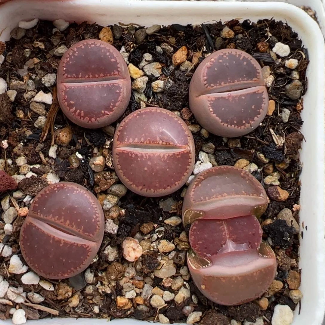 2.13好看的多肉290