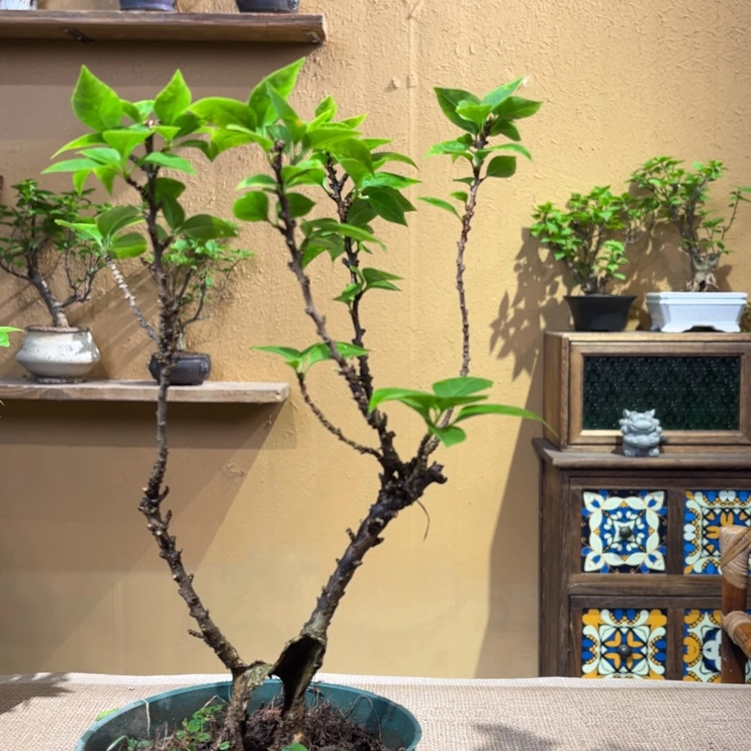 无花朵用****2小桃红