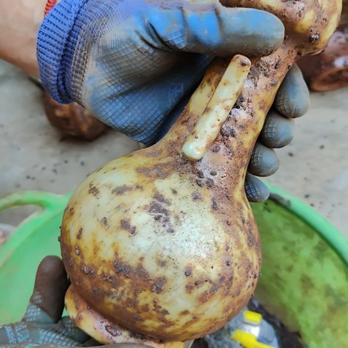 瓷片自选器型官窑生锈瓷