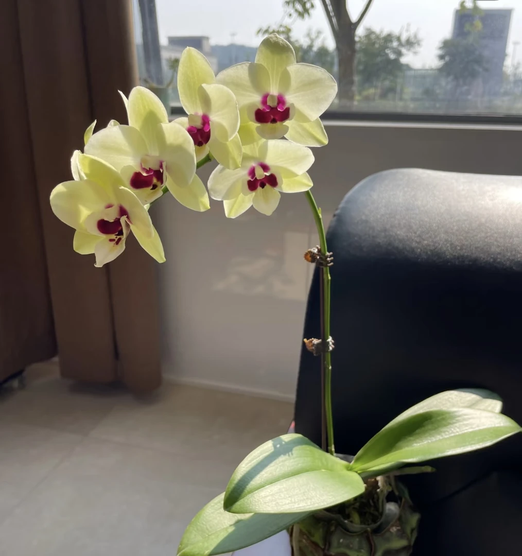 【花间集】梧桐蝴蝶兰3.5寸杯双花剑带花带花苞（花瓣折损不售后）