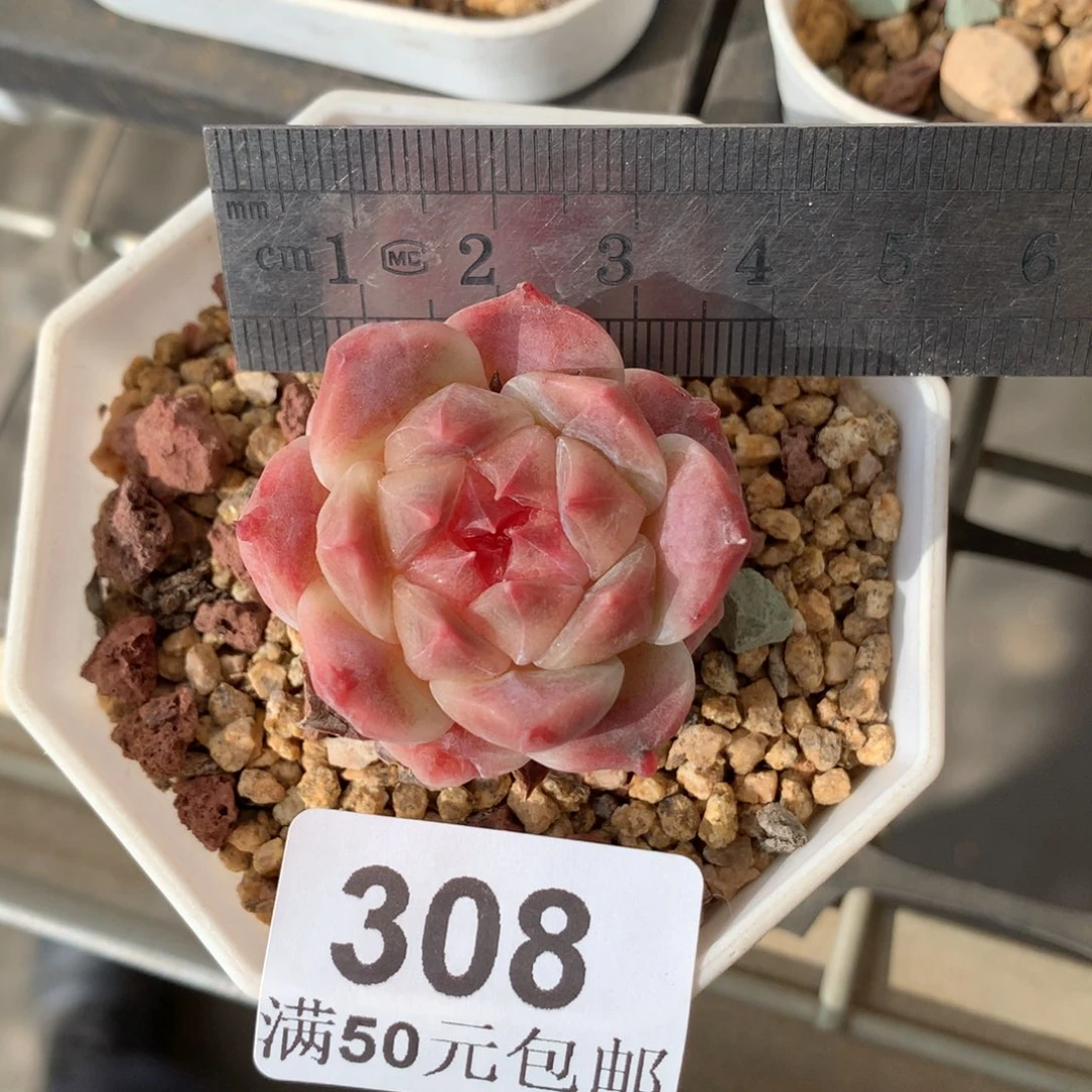 308。母本。秘境冰魄