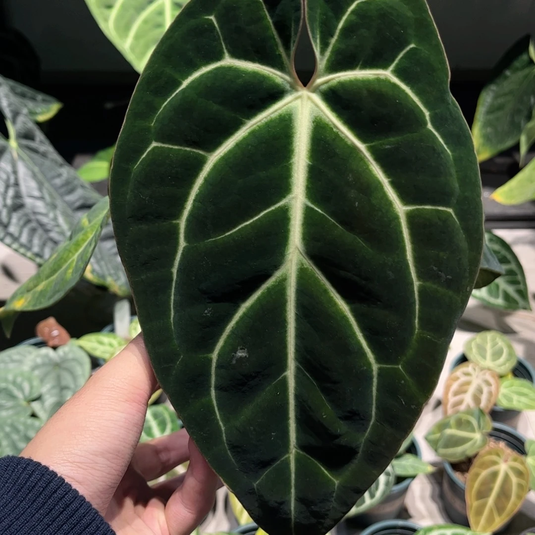 完全开放贝斯籽播