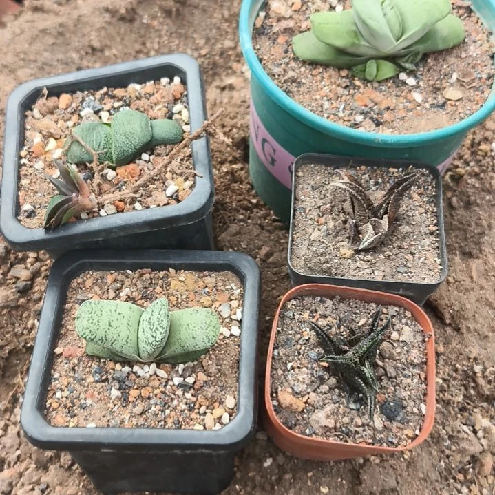 兮***颜一物一拍所见所得，硬叶