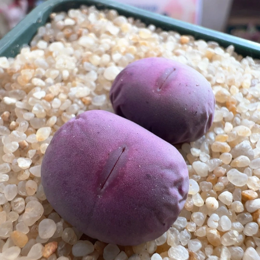 505。pv1014大型sub红嘴母本