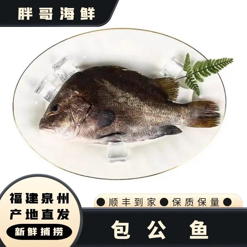胖哥海鲜【包公鱼】泉州祥芝东海顺丰发货新鲜锁鲜海捕鲜嫩肉质精选