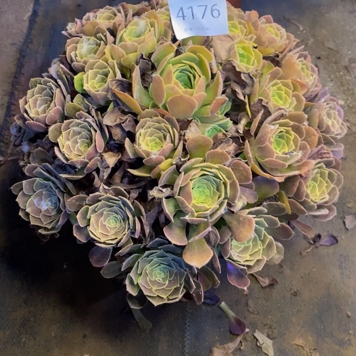 荷兰玫瑰多肉断头不包4176