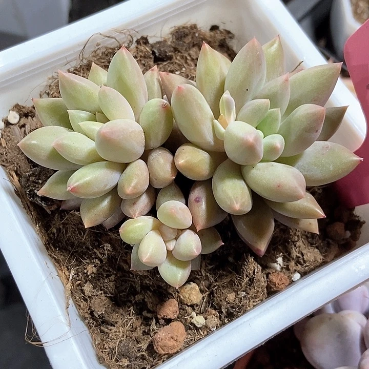 多肉植物117多肉