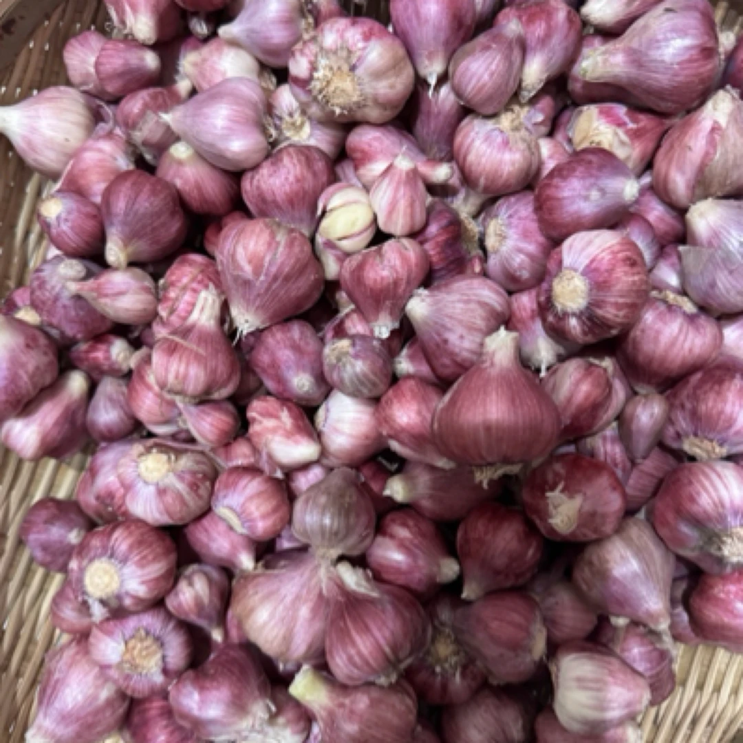 四川荣县本地农家老品种新鲜大蒜5斤