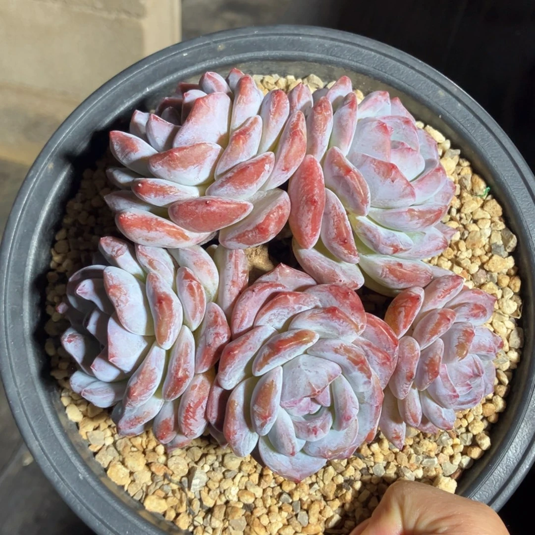 星影有摘特价 一物一拍不支持退换