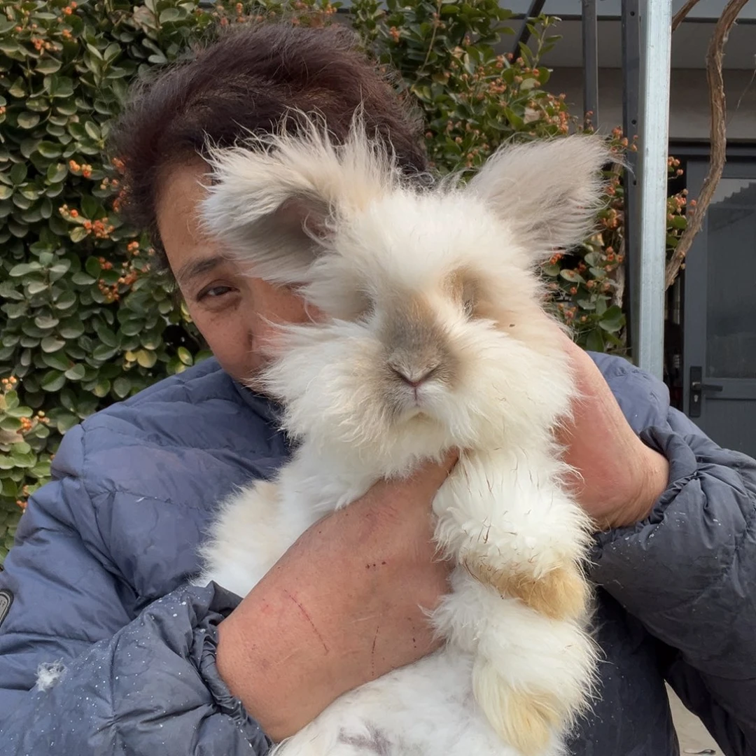 宠物兔英系安哥拉兔