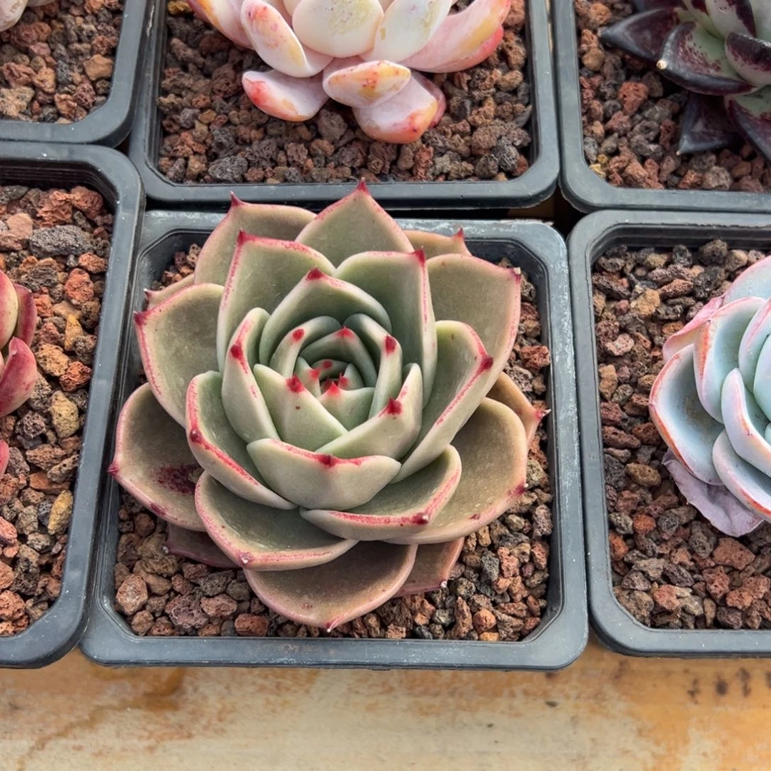 多肉单头猩猩【非偏远地区满18包邮】