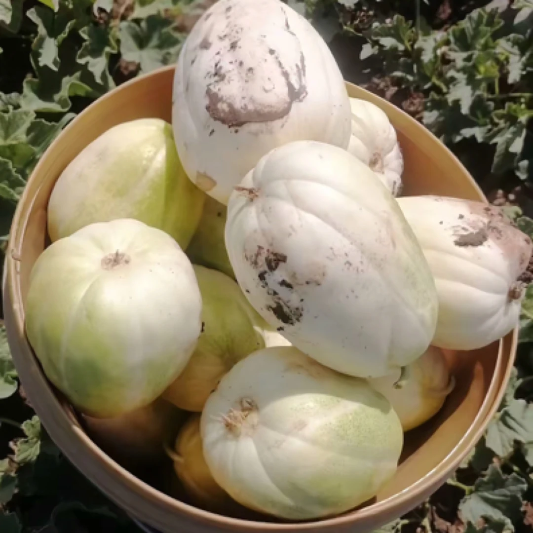 鹏子自营- 真头茬真正宗真口啃板香瓜（带泥香瓜）