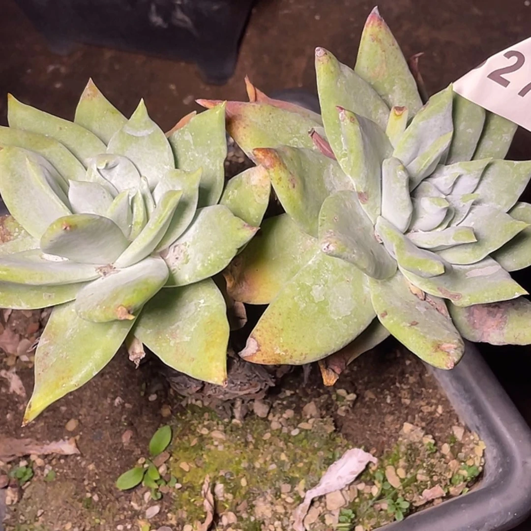 【闪购商品】春**复拇指杂雪山