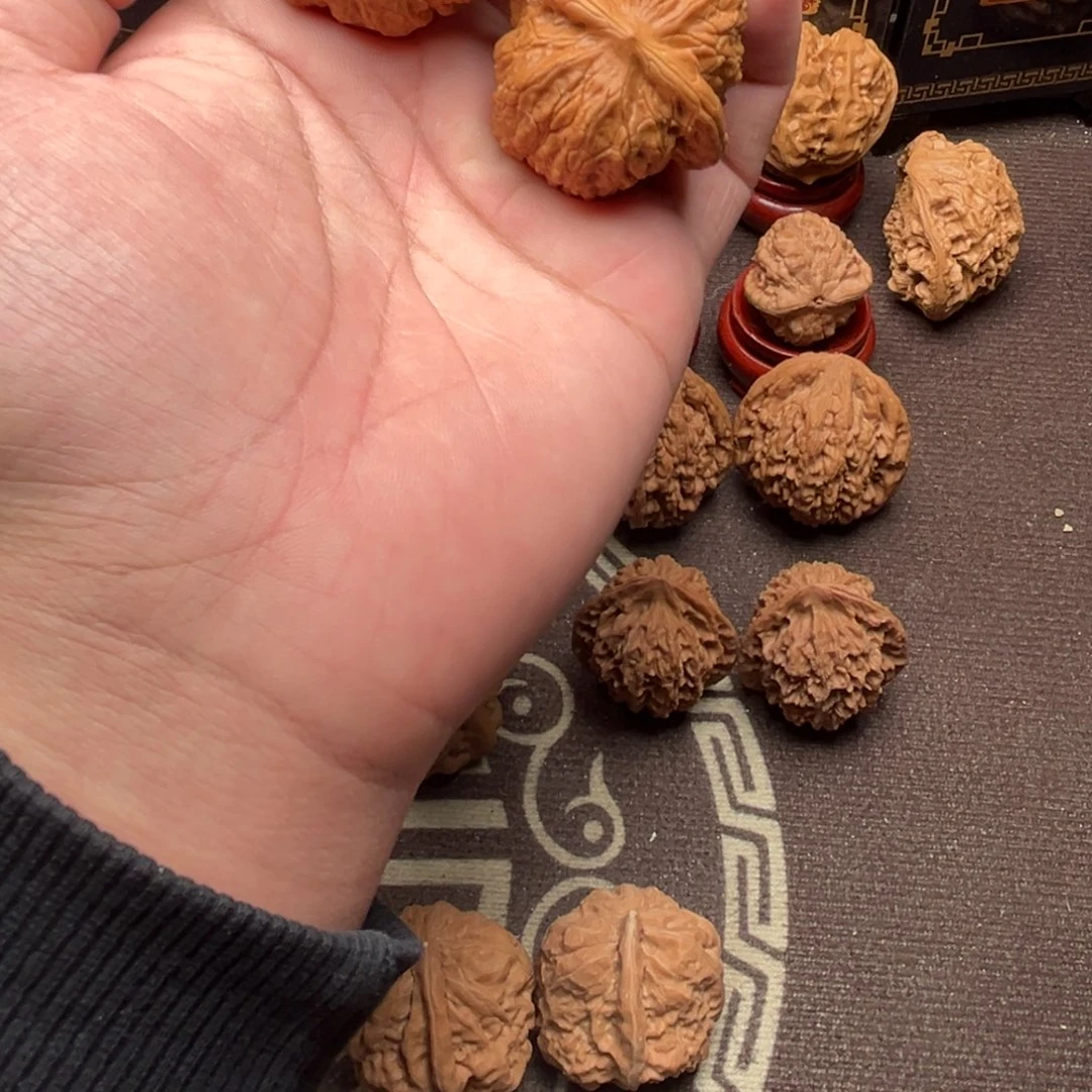 板***腿核桃血麒麟11111111