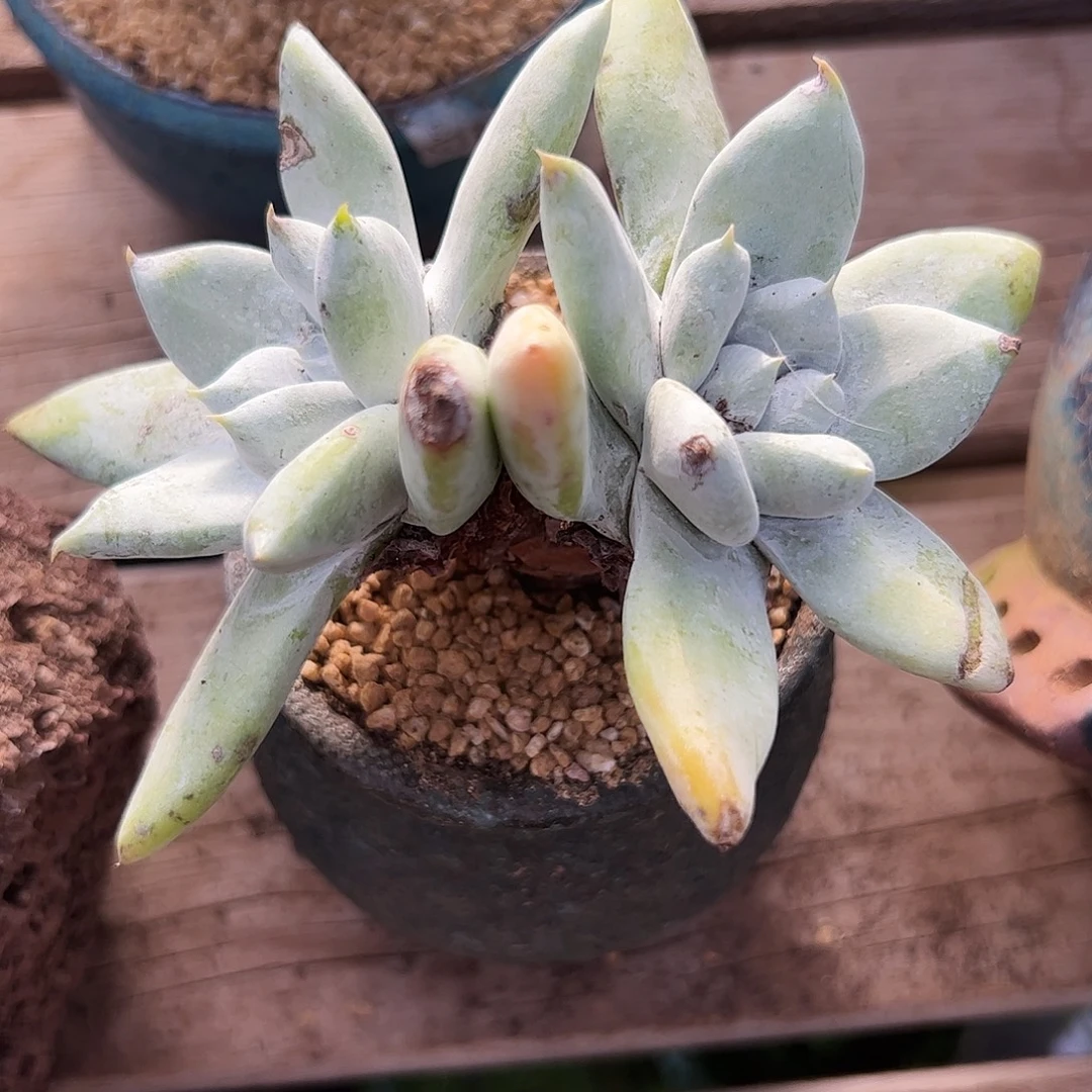 6859苹果拇指仙女杯