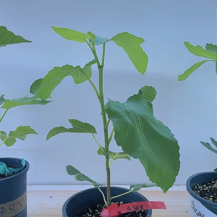 无花朵直播间久留米原盆原土发货