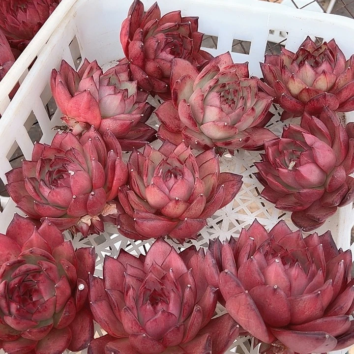 20.51罗刹一个脱土