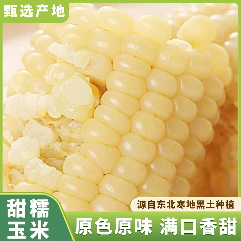 【试吃两根】黄白糯新鲜玉米棒真空包装8根独立袋装糯玉米香甜软糯