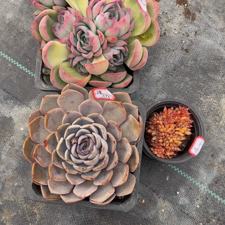 瑾侧影菲欧娜艾克魂缀