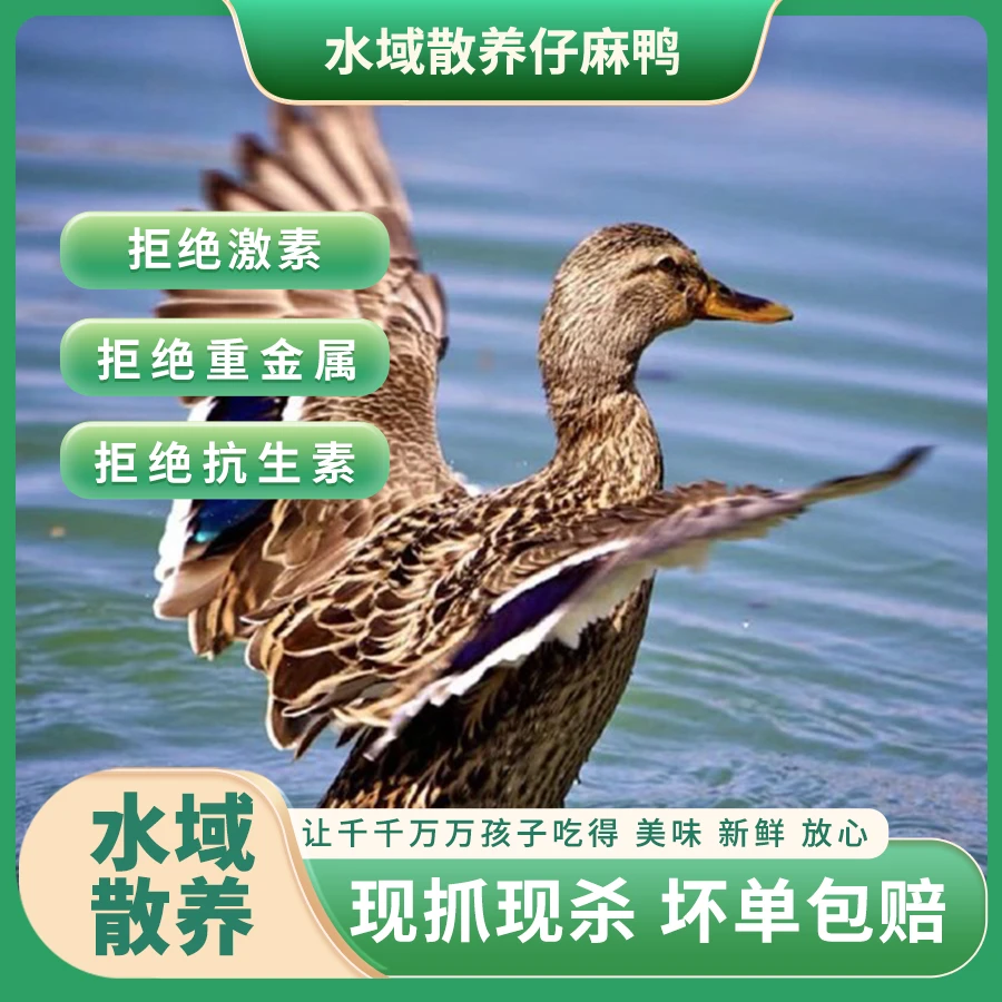 (单只)安徽散养仔麻鸭水域放养 现宰真空锁鲜 红烧/炖汤首选 顺丰冷链直达鸭肉同城配